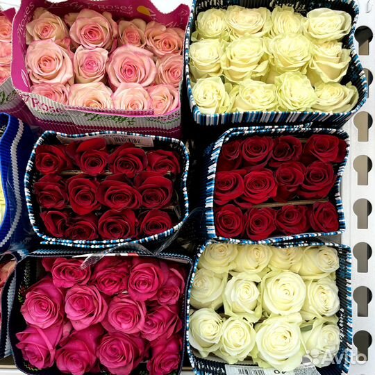 Розы оптом