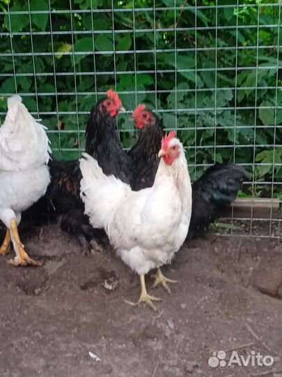 Молодые петушки, обмен, продажа