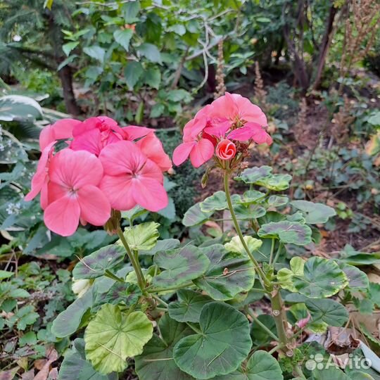 Пальма, Гибискус комнатные растения