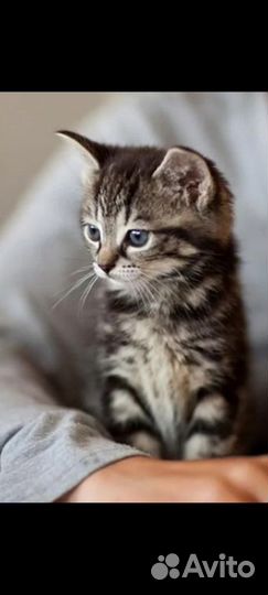 Милый комочек счастья