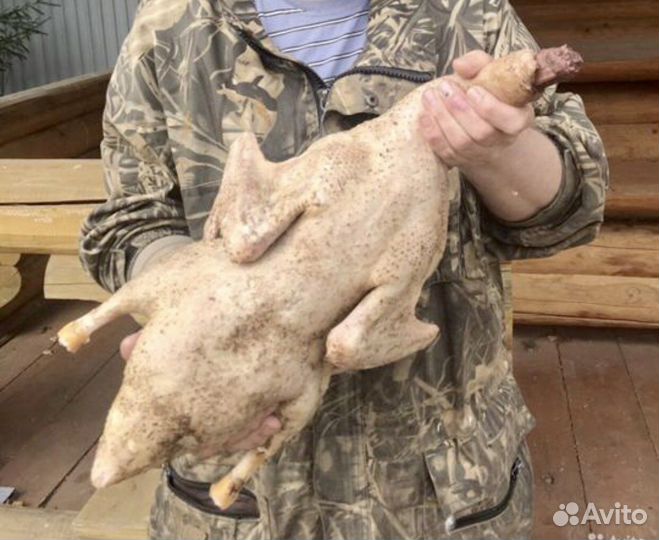 Мясо кролика/мясо утки/ мясо бройлера/ мясо гуся