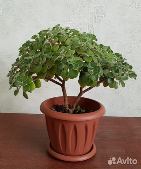 Аихризон Laxum (Дерево любви)