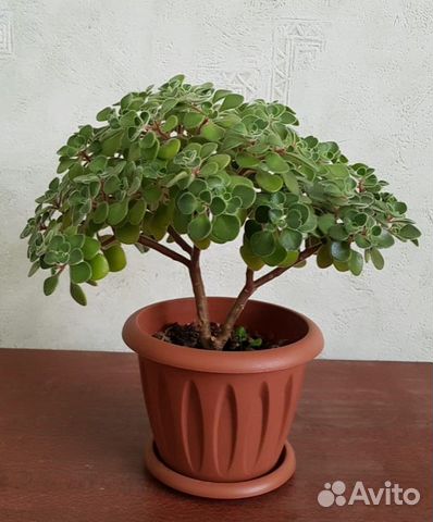 Аихризон Laxum (Дерево любви)