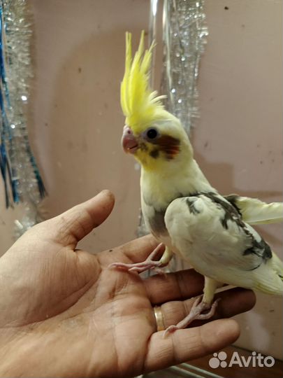 Попугай корелла