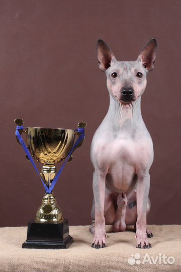 Агт американский голый терьер для вязок