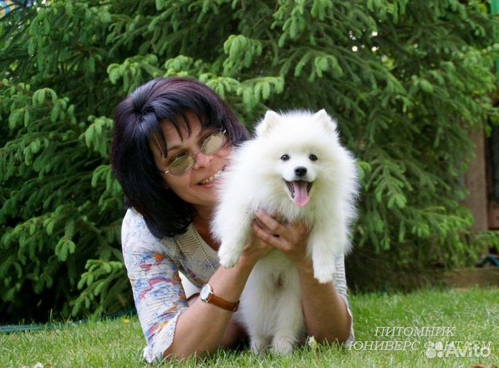 У нас можно купить щенка японского шпица