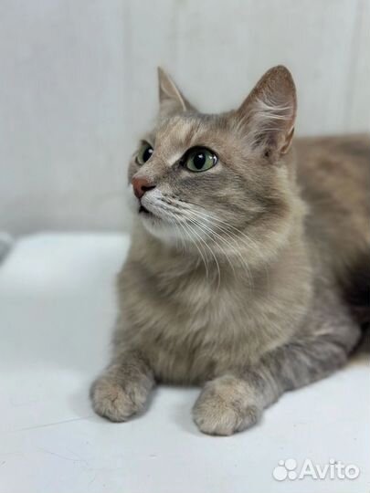 Кошечка в добрые руки