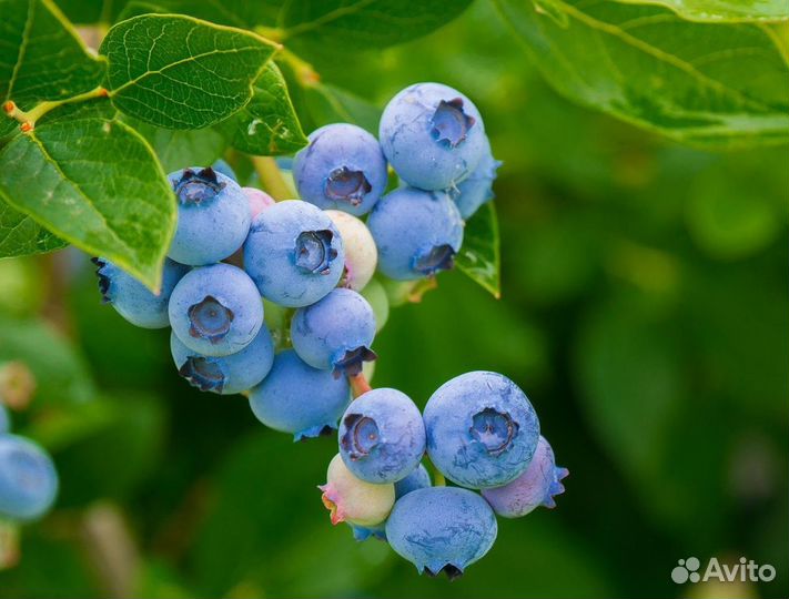 Голубика саженцы с доставкой