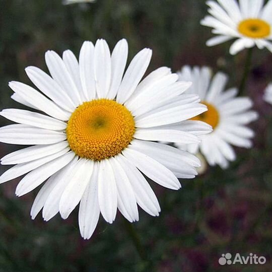 Ромашка садовая крупная