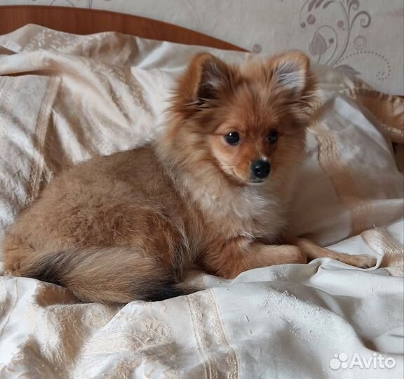Щенок шпица