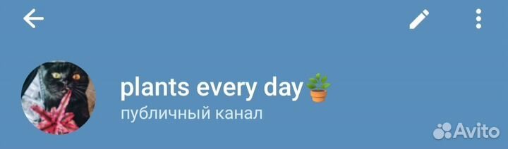 Строманта триколор