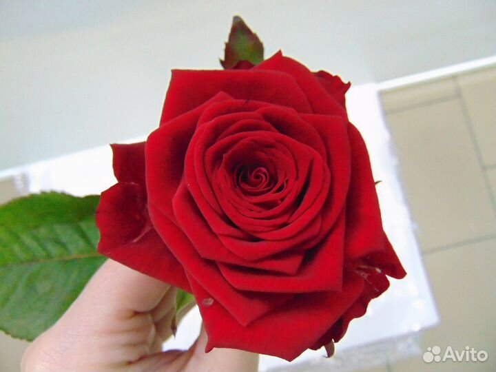101 роза.51 роза,кустовая роза
