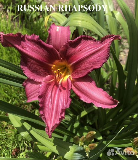 Лилейники сортовые