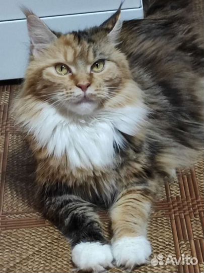 Котята мейн-кун