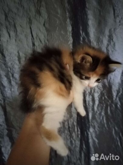 Котята курильского бобтейла