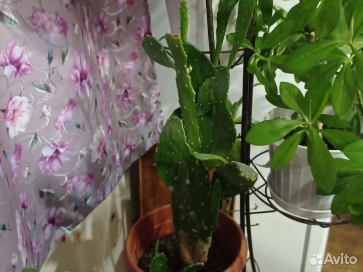 Продажа комнатных цветов