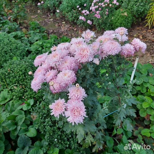 Черенки хризантемы