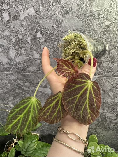 Комнатные растения часть 2