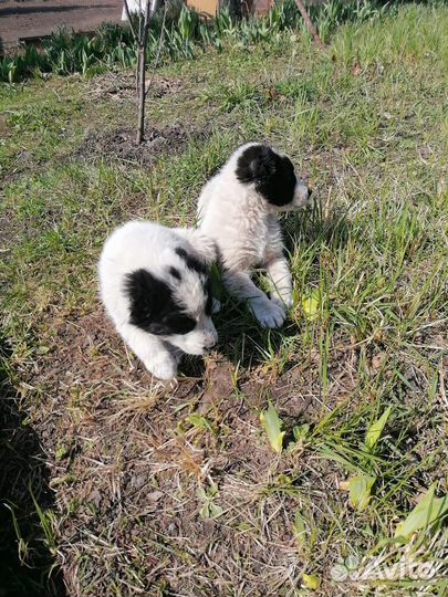 Щенки азиаты