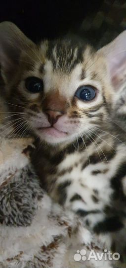 Ласковые и послушные тигрята