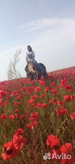 Прогулки на лошадях