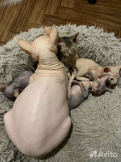 Котята сфинкс