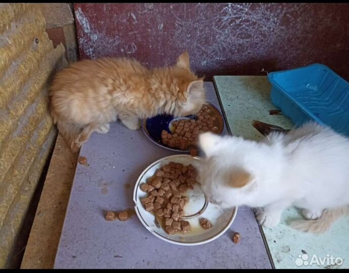 Котята в добрые руки бесплатно