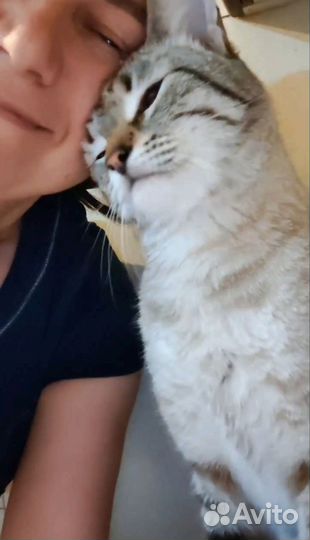 Передержка для кошек, мелких животных