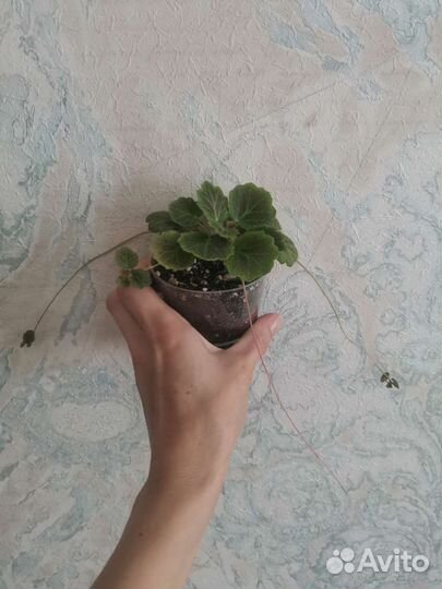 Камнеломка