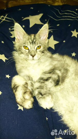 Котята Мейн-кунята