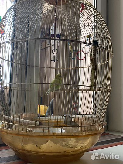 Клетка волнистый попугай