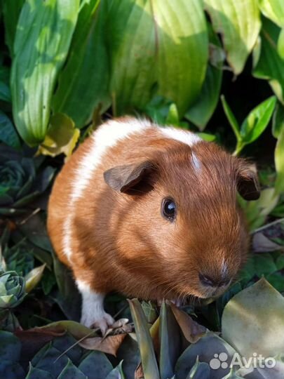 Калифорнийский крестед