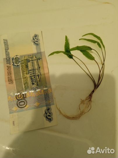 Аквариумные растения