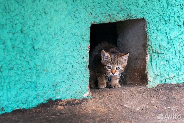 Котята ищут дом