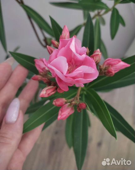Олеандр Розовый