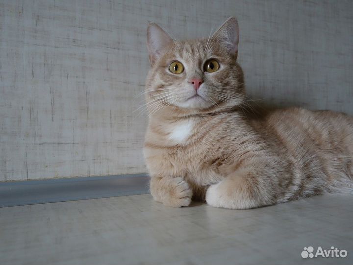 Лучик ищет дом