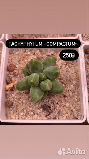 Суккуленты