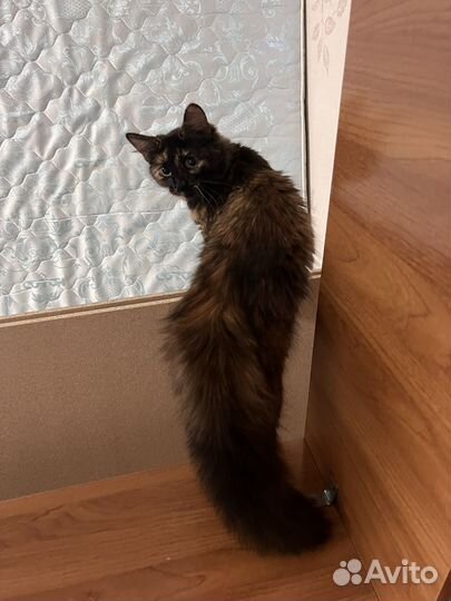 Котенок бесплатно