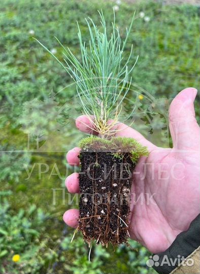 Сеянцы на лесовосстановление Горная сосна Мугус зк