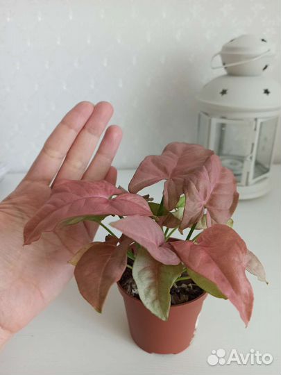Сингониум rose mini