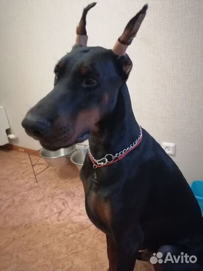 Ошейник для собак