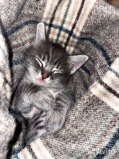 Кошка в дар