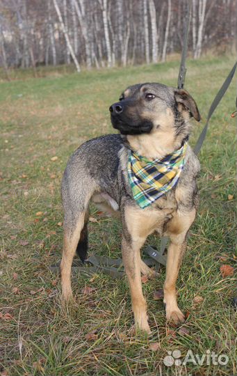 Лукас из приюта ищет дом