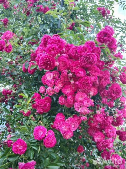 Саженцы роз