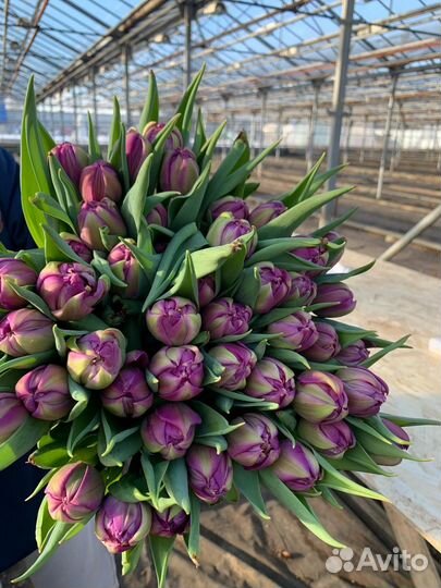 Тюльпаны оптом