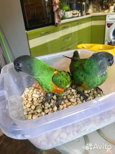 Крупные и средние попугаи разных видов. Питомник