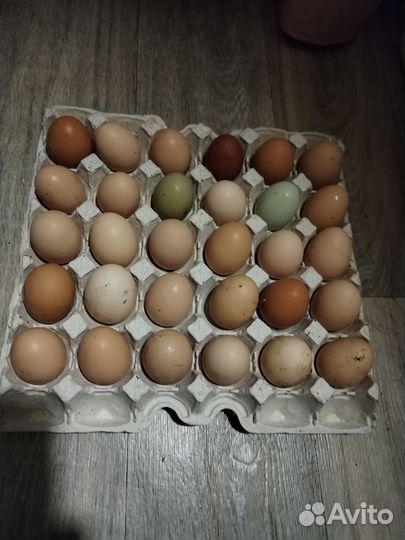 Яйцо куриное