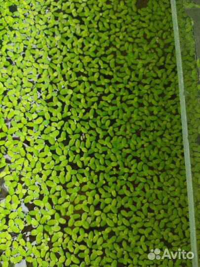 Аквариумные растения прополка