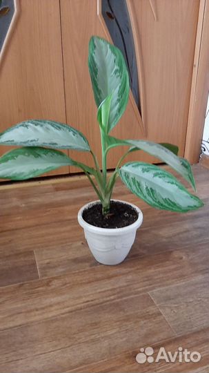 Аглаонема,сансевиерия