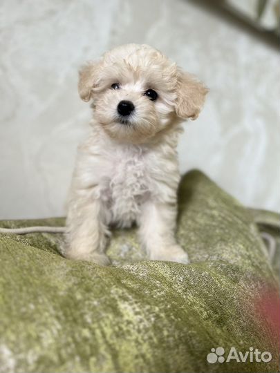 Мальтипу мини щенки